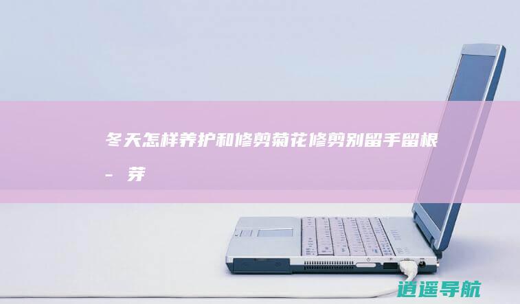 冬天怎样养护和修剪菊花 修剪别留手 留根存芽