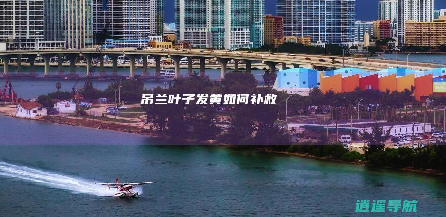 吊兰叶子发黄如何补救