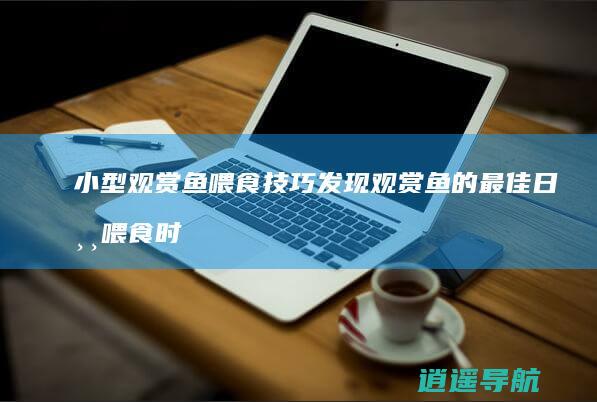 小型观赏鱼喂食技巧 发现观赏鱼的最佳日常喂食时间