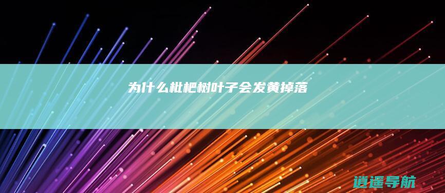 为什么枇杷树叶子会发黄掉落