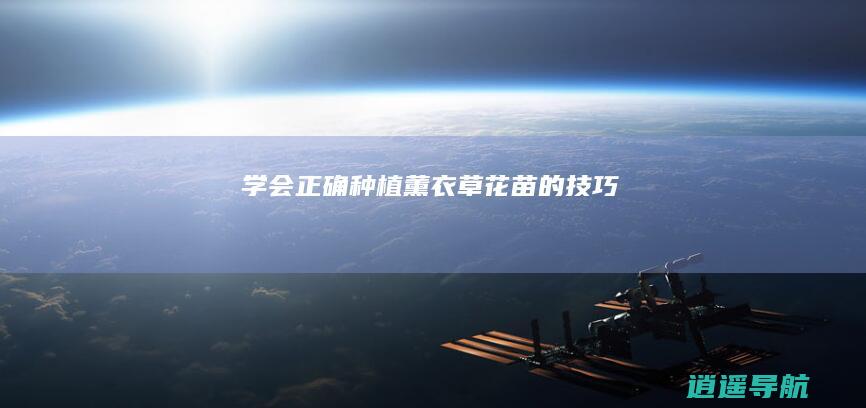 学会正确种植薰衣草花苗的技巧