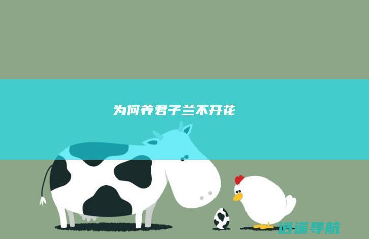 为何养君子兰不开花