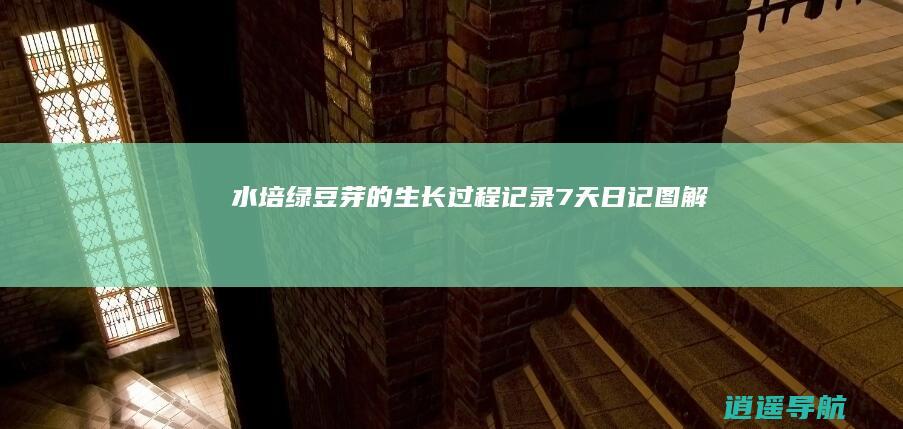水培绿豆芽的生长过程记录7天日记 图解