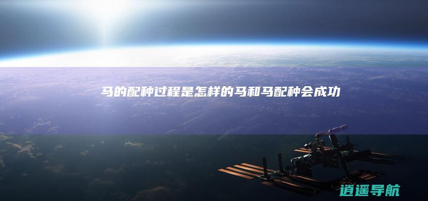 马的配种过程是怎样的 马和马配种会成功吗