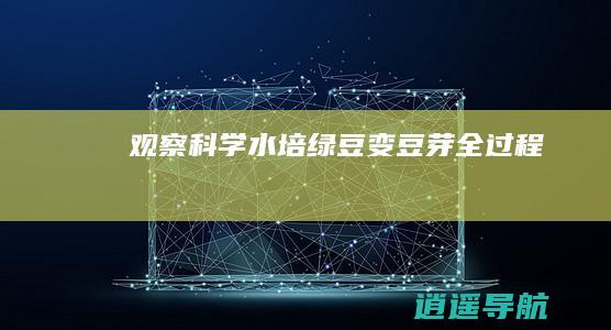 观察科学水培绿豆变豆芽全过程